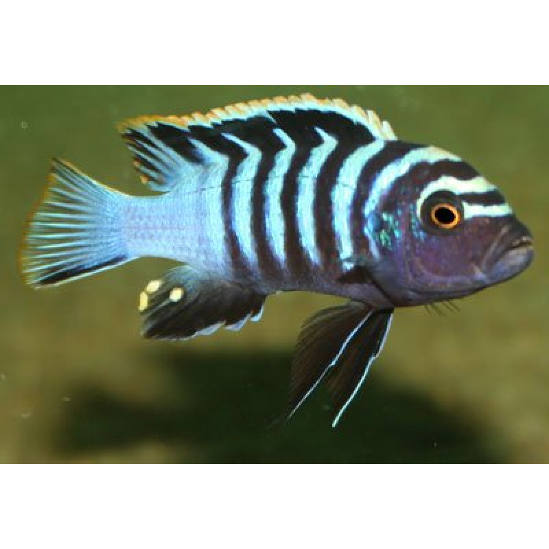 Cynotilapia Afra